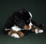 6 weeks 1