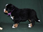 6 weeks 10