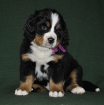 6 weeks 7