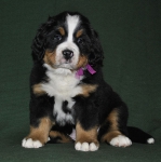6 weeks 8