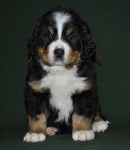6 weeks 2