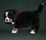 6 weeks 4