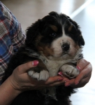 5 weeks 1