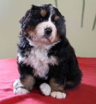 5 weeks 3