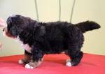 5 weeks 5
