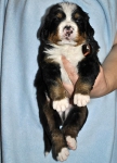 m brown 3 weeks