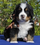 m brown 4 weeks 2