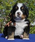 m brown 4 weeks 3