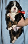 m red 3 weeks