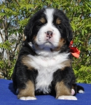 m red 4 weeks