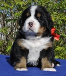 m red 4 weeks 7