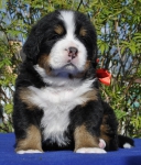m red 4 weeks 8