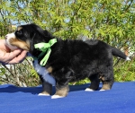 m l green 4 weeks 1