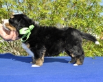 m l green 4 weeks 2