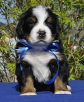 m blue 4 weeks