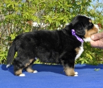m lilac 4 weeks 4