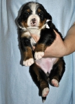 f white 3 weeks