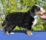 f white 4 weeks