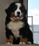 10 weeks 17