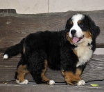 10 weeks 20