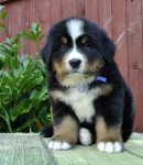 m w blue 5 weeks 5