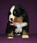 m red 4 weeks 4