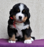 m red 5 weeks 3
