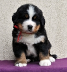 m red 5 weeks 5