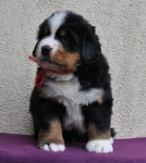 m red 5 weeks 7