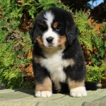 m brown 7 weeks 16