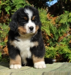m brown 7 weeks 17