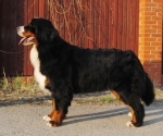 prozerpina small