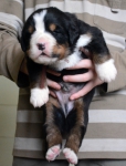 m brown 20 days