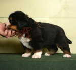 m brown 4 weeks 4