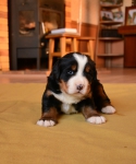 3 weeks