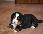 3 weeks 3