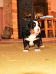 3 weeks 6