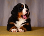 6 weeks 5
