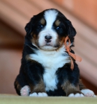 4 weeks 2