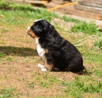 5 weeks 4