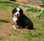5 weeks 5