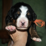f orang 14 days