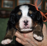 f orang 3 weeks