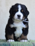 4 weeks 1