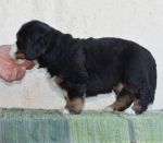 4 weeks
