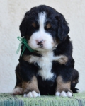 4 weeks 1