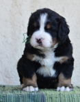4 weeks 2