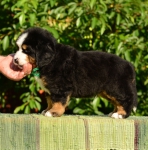 5 weeks
