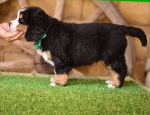 6 weeks 