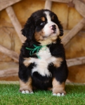 6 weeks 1